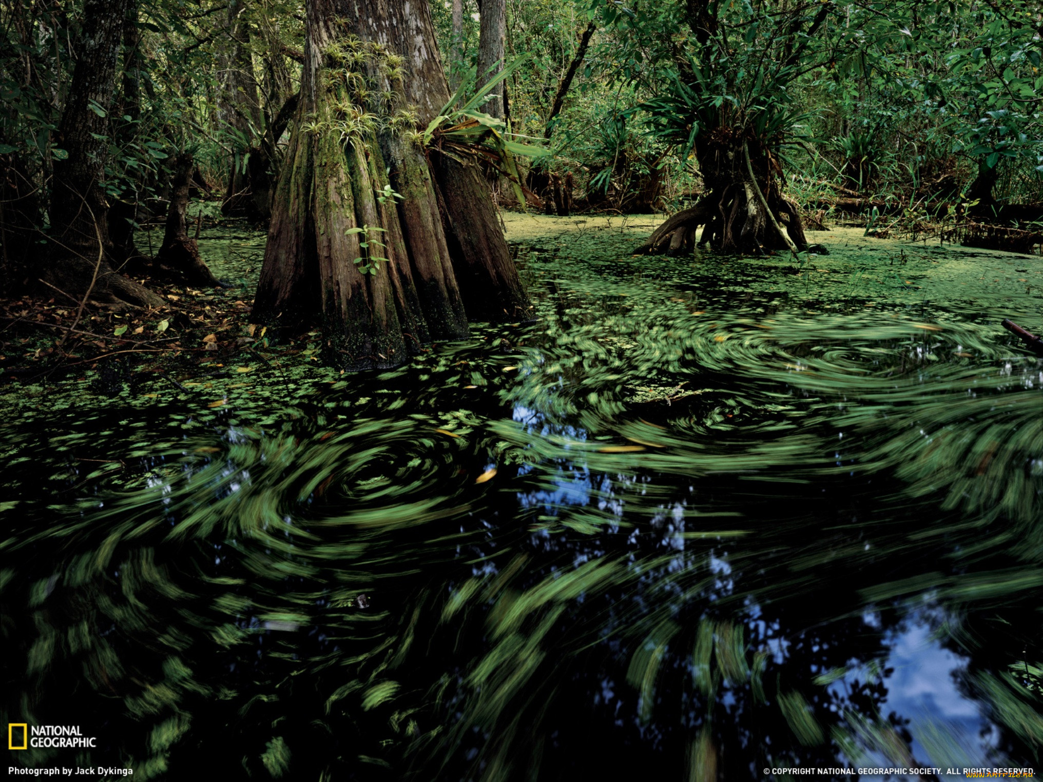 Красоты болота. Болотистые леса Румыния. Болотная Топь Эстетика. Кипарисовые болота Флорида.